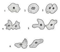 Reproduksi Sel (2) : Amitosis dan Mitosis (plus video animasi)